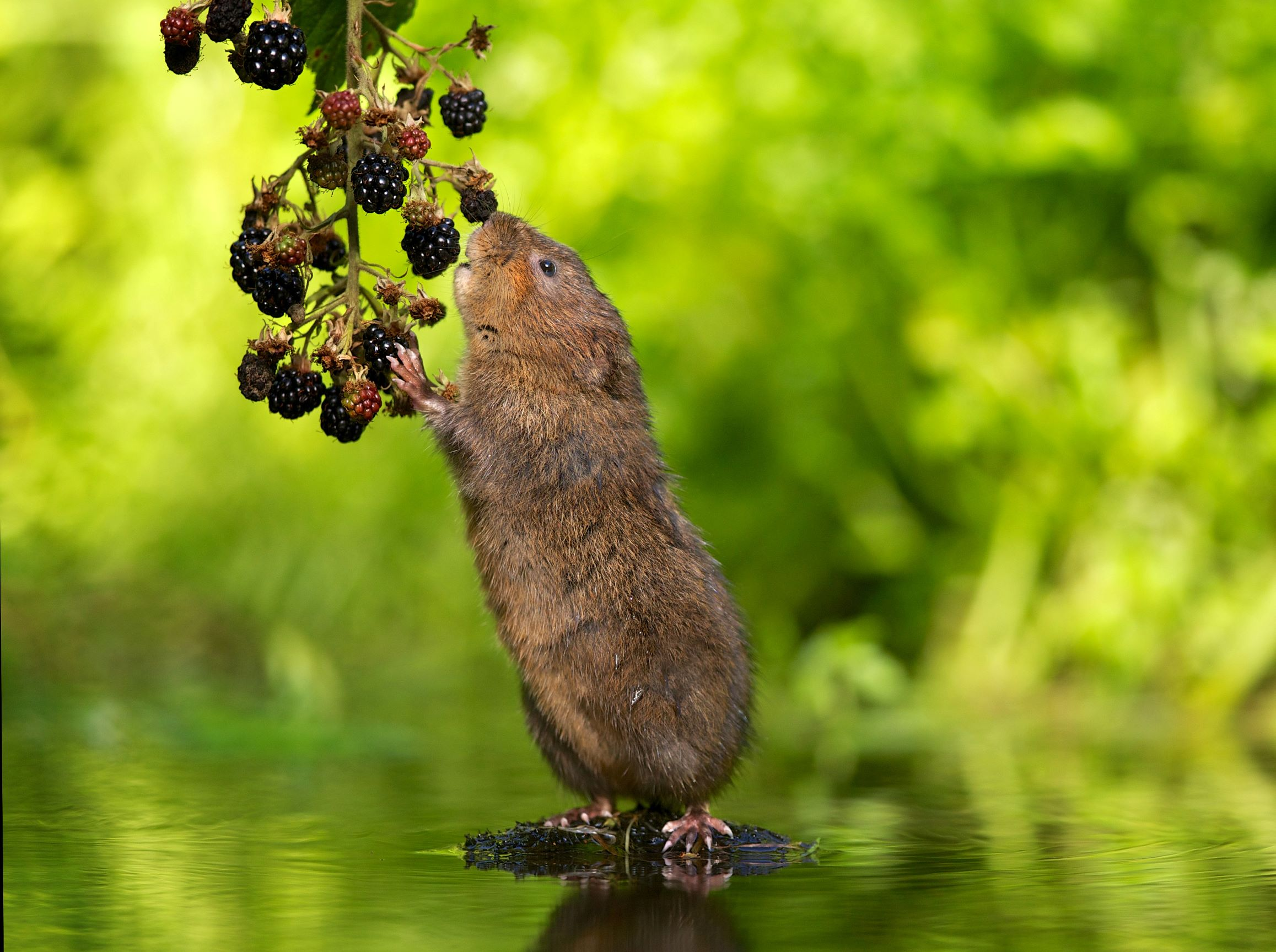 Water vole eating blackberry