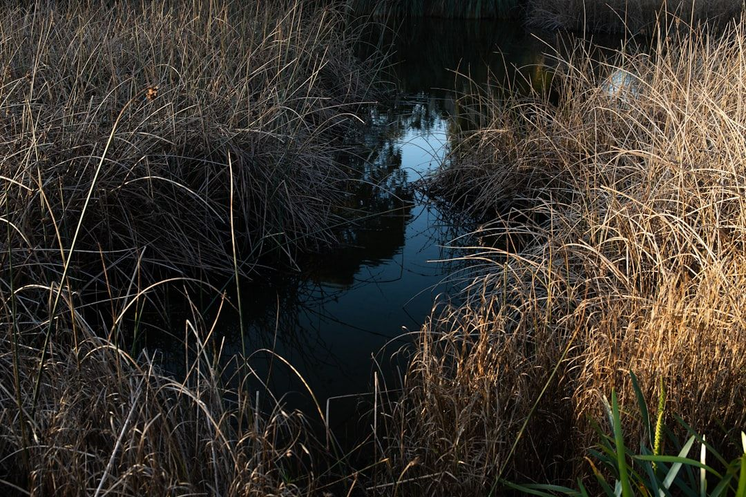 Your bogland can be as small as you want