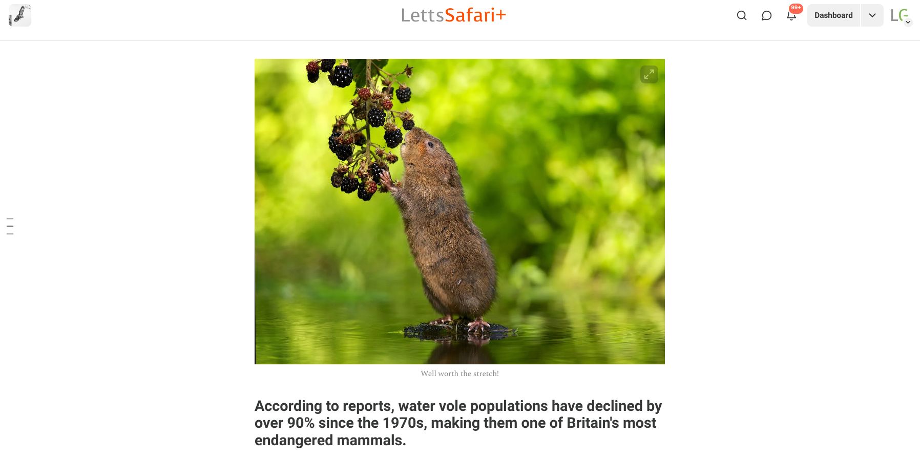 LettsSafari Post about Water Voles - Screenshot