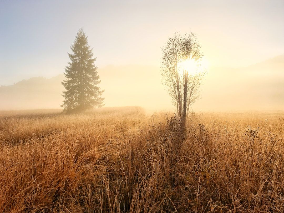 Create your own mini wetland through wild, shimmering grasses